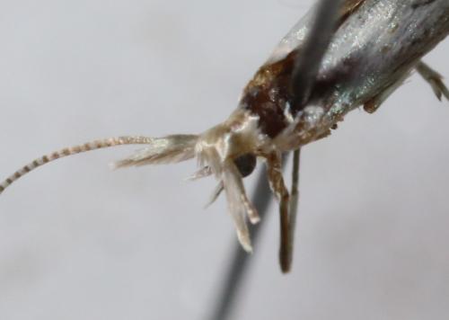 Réf. 249 190 : Coleophora anatipennella